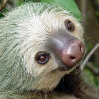 Sloth two toed head tortuguero