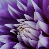 Dahlia