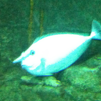 Crop fish