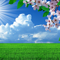 Nature spring flowers landscapes trees sky landscape background images