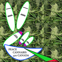 Cannabis420