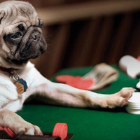 12046380 dont gamble with your pets health