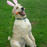 The easter retriever