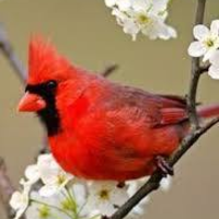 Cardinal